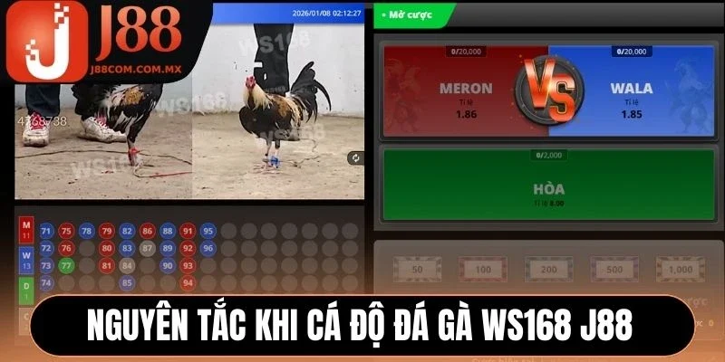 Nguyên tắc khi cá độ đá gà WS168 J88